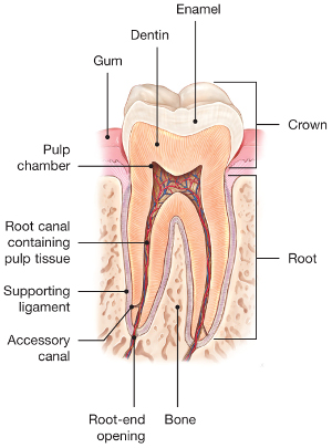 Healthy root canal, normal nerve